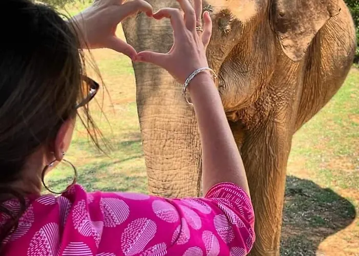 Elephant Safari Lodge