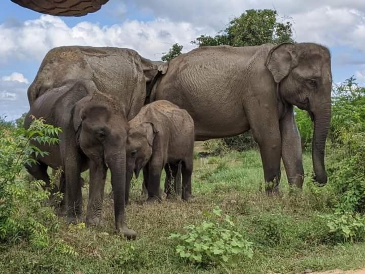 Elephant Safari