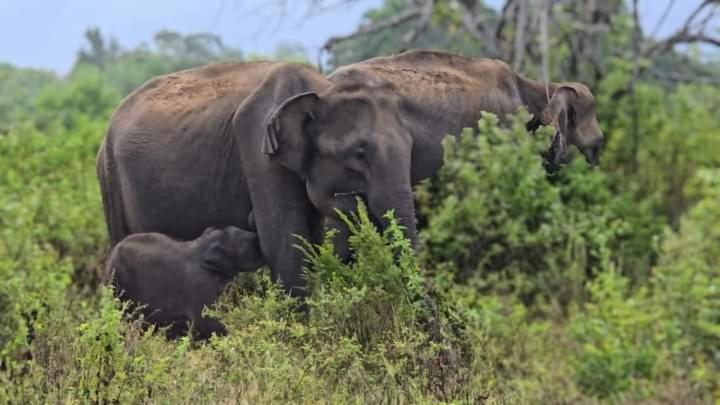 Elephant Safari