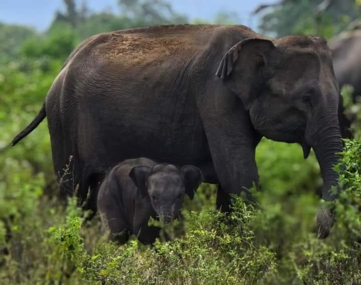 Elephant Safari Homestay *