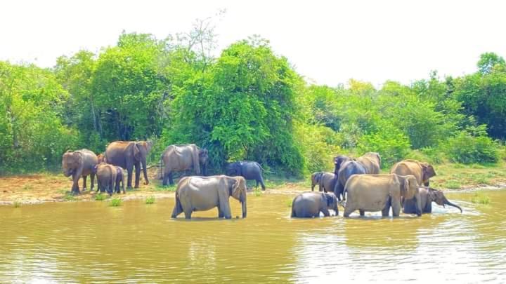 Elephant Safari Homestay