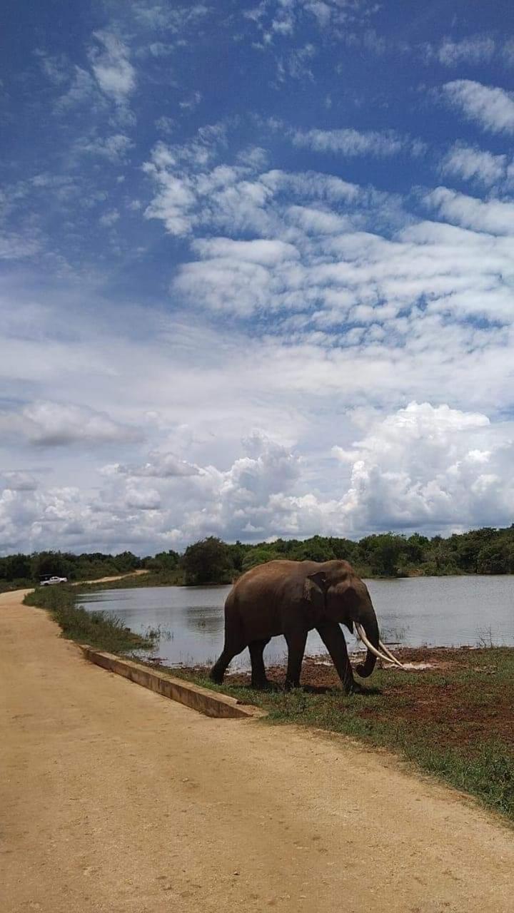 Elephant Safari Homestay