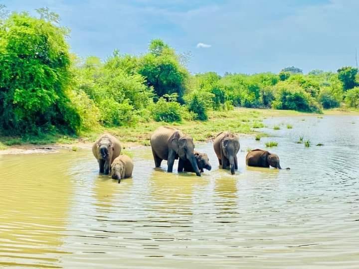 Homestay Elephant Safari Udawalawe