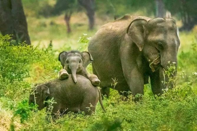 Elephant Safari Homestay Udawalawe