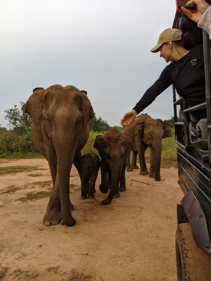 Homestay Elephant Safari *