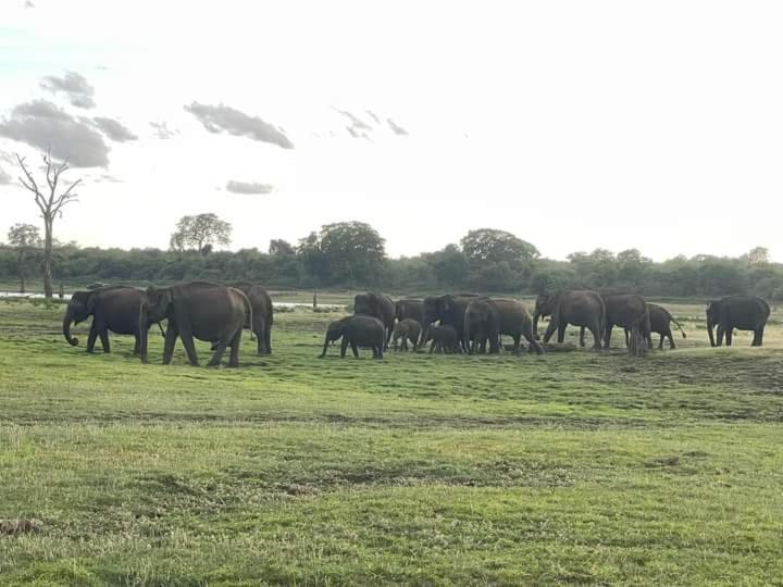 Homestay Elephant Safari