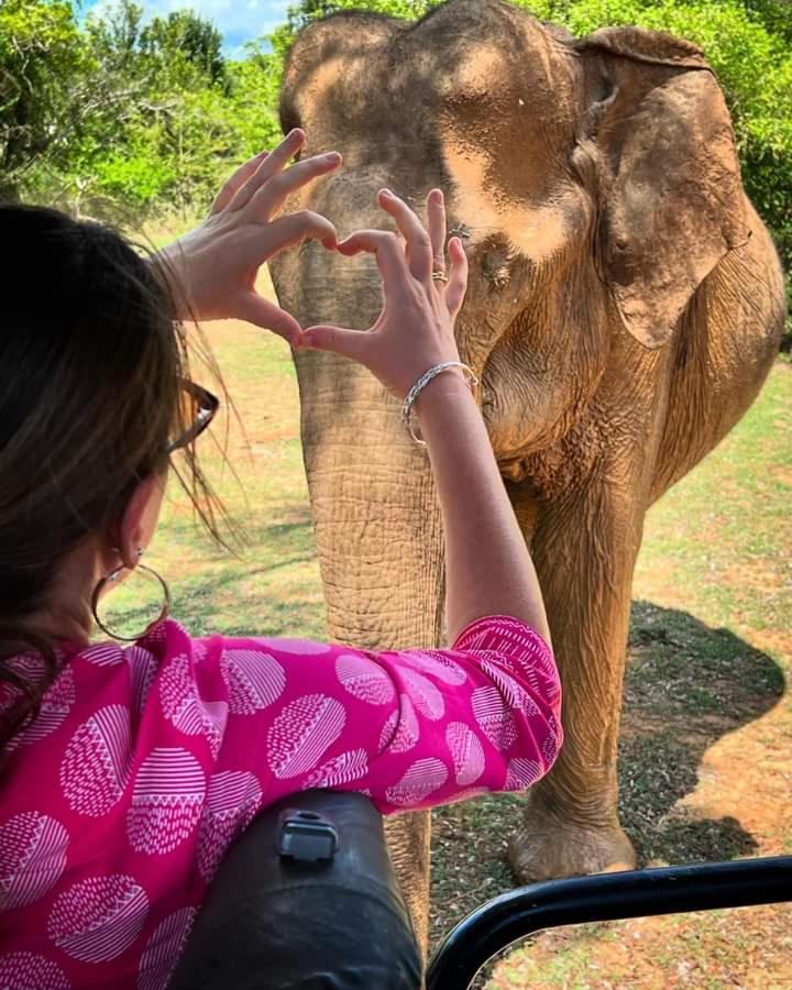 Elephant Safari