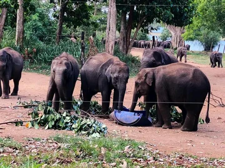 Elephant Safari Homestay Udawalawe